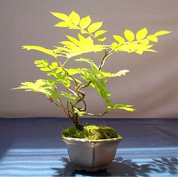 dr_bonsai21-img512x510-1148198976nanakamado006.jpg